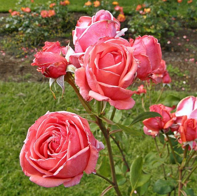 16 Types of Roses - Most Popular Rose Varieties