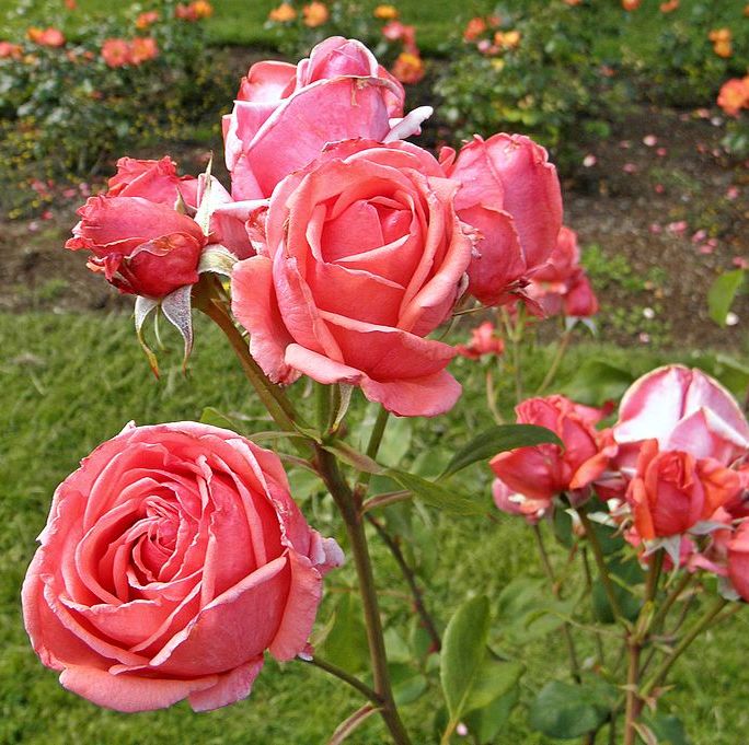 montezuma grandiflora rose