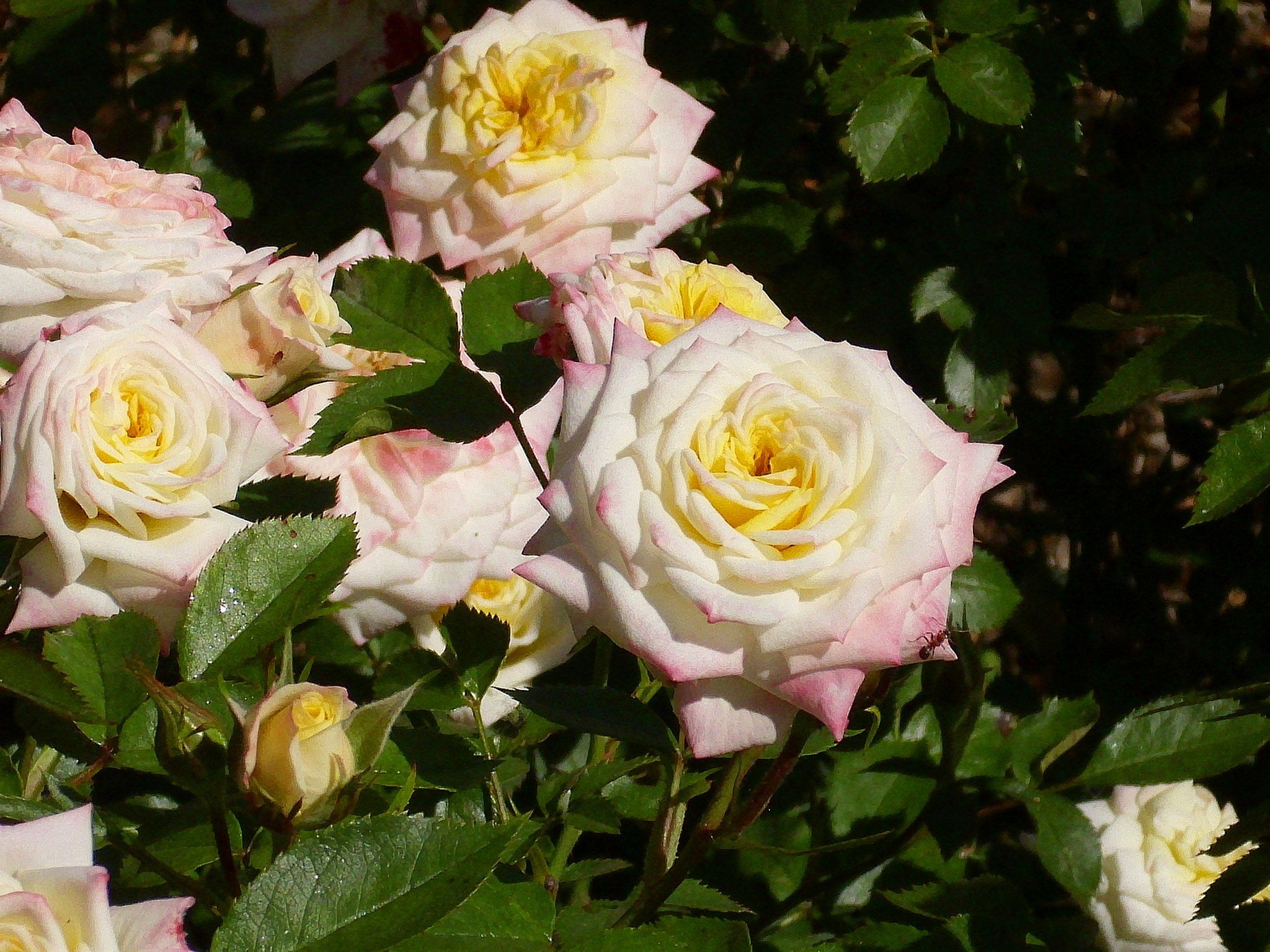 15 Types of Roses: Unique Roses for Your Garden