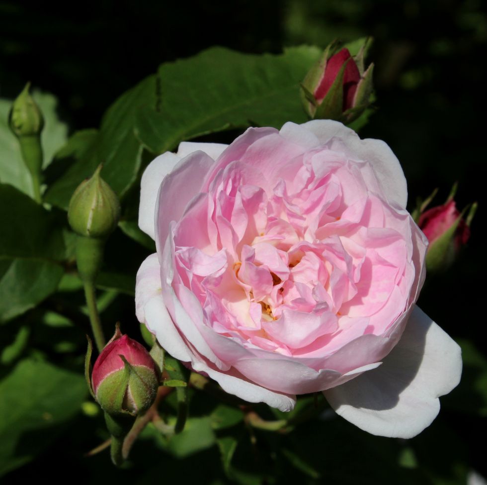 blush noisette rose and buds
