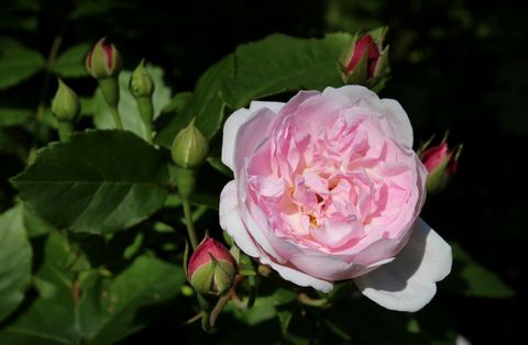 blush noisette rose and buds
