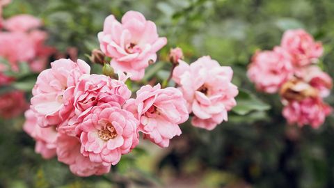 closeup shot of beautiful pink polyantha rose  fairy rose selective focus, blurred background shutterstock id 785980456 purchase order