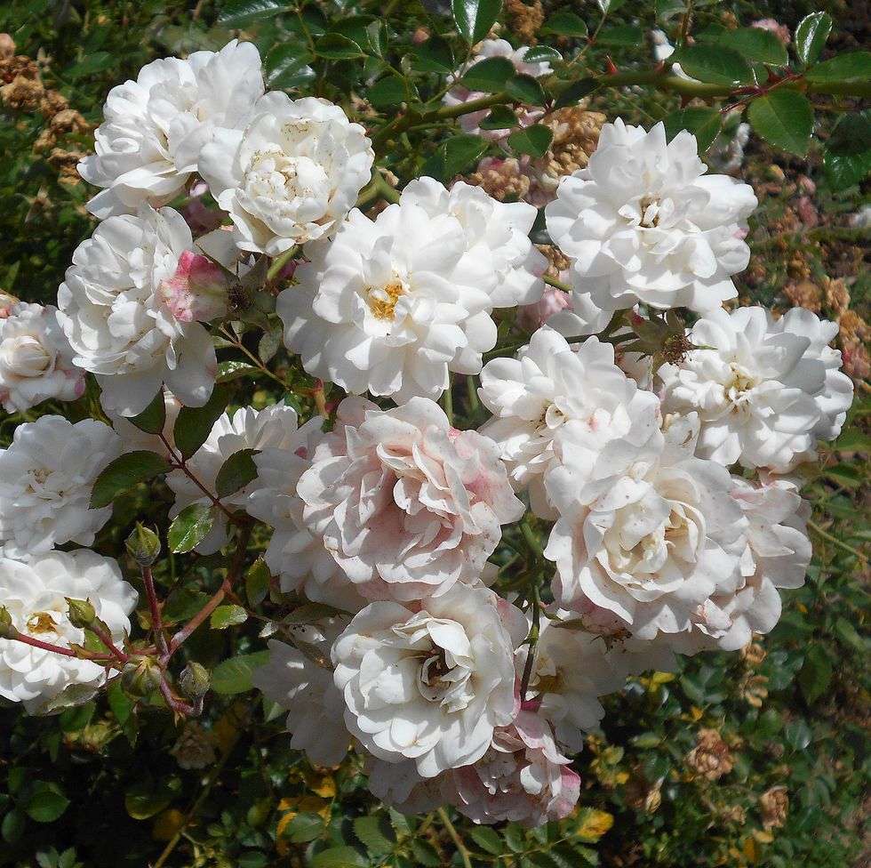 'swany' white shrub rose