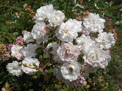 'swany' white shrub rose