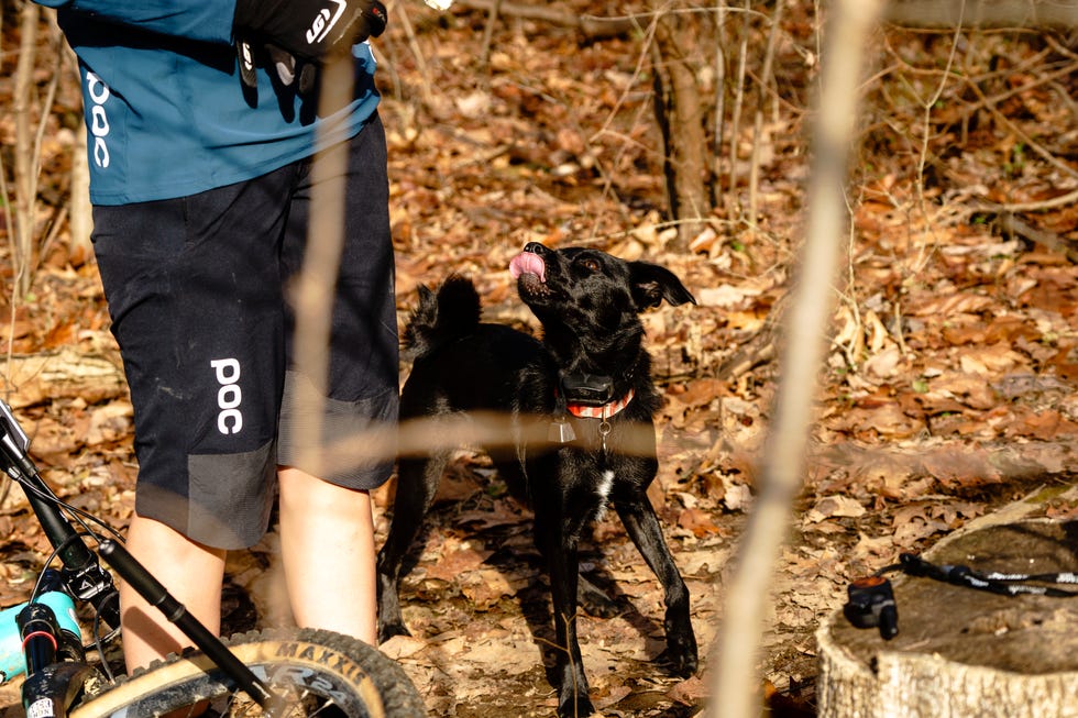 rosie the trail dog