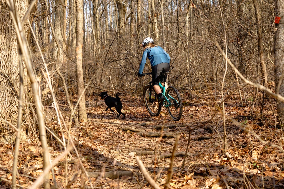 rosie the trail dog