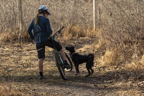 rosie the trail dog   bike with dogs