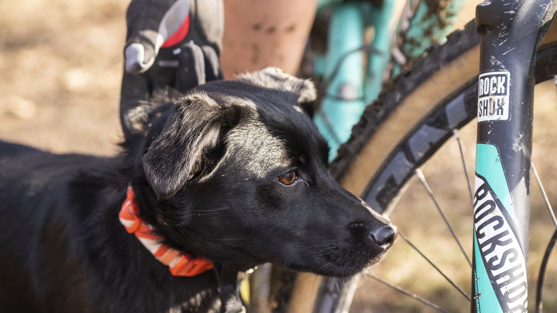 preview for How to Make Your Dog the Best Riding Partner Ever