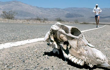 Ecoregion, Landscape, Skull, Jaw, Drought, Asphalt, Shoe, 