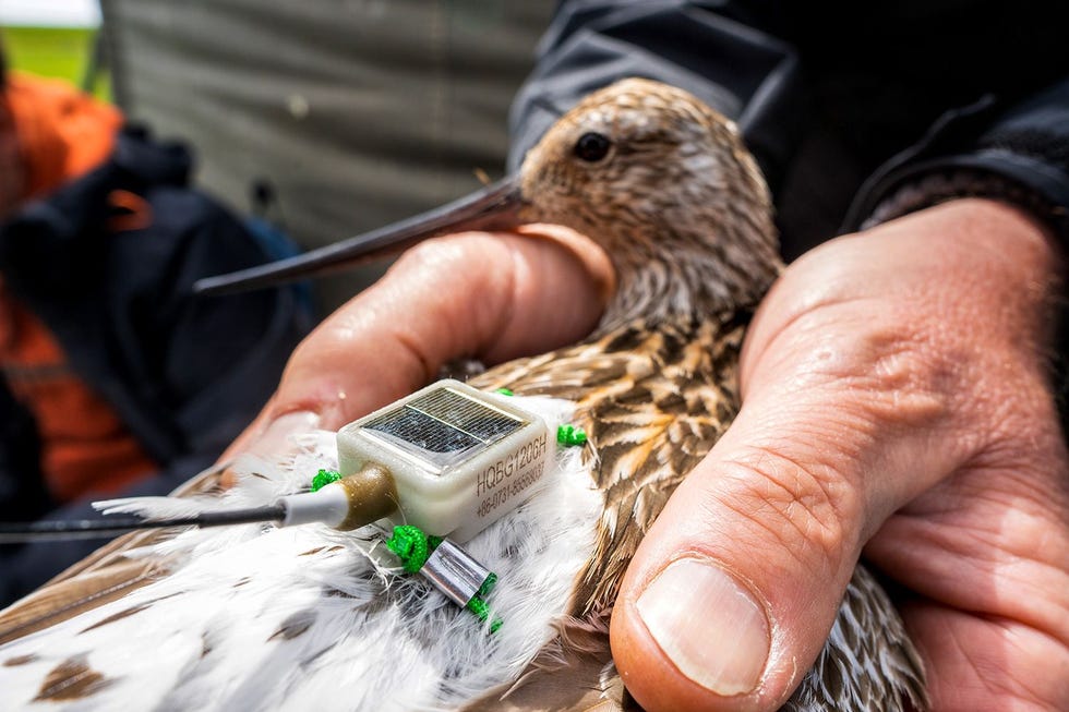 Nadat Bram van der Veen en Jaap Strikwerda op Texel alle maten van de vogel hebben genomen en haar hebben geringd boven plaatsen ze als sluitstuk het zendertje op haar rug dat een gentegreerd zonnepaneeltje bevat