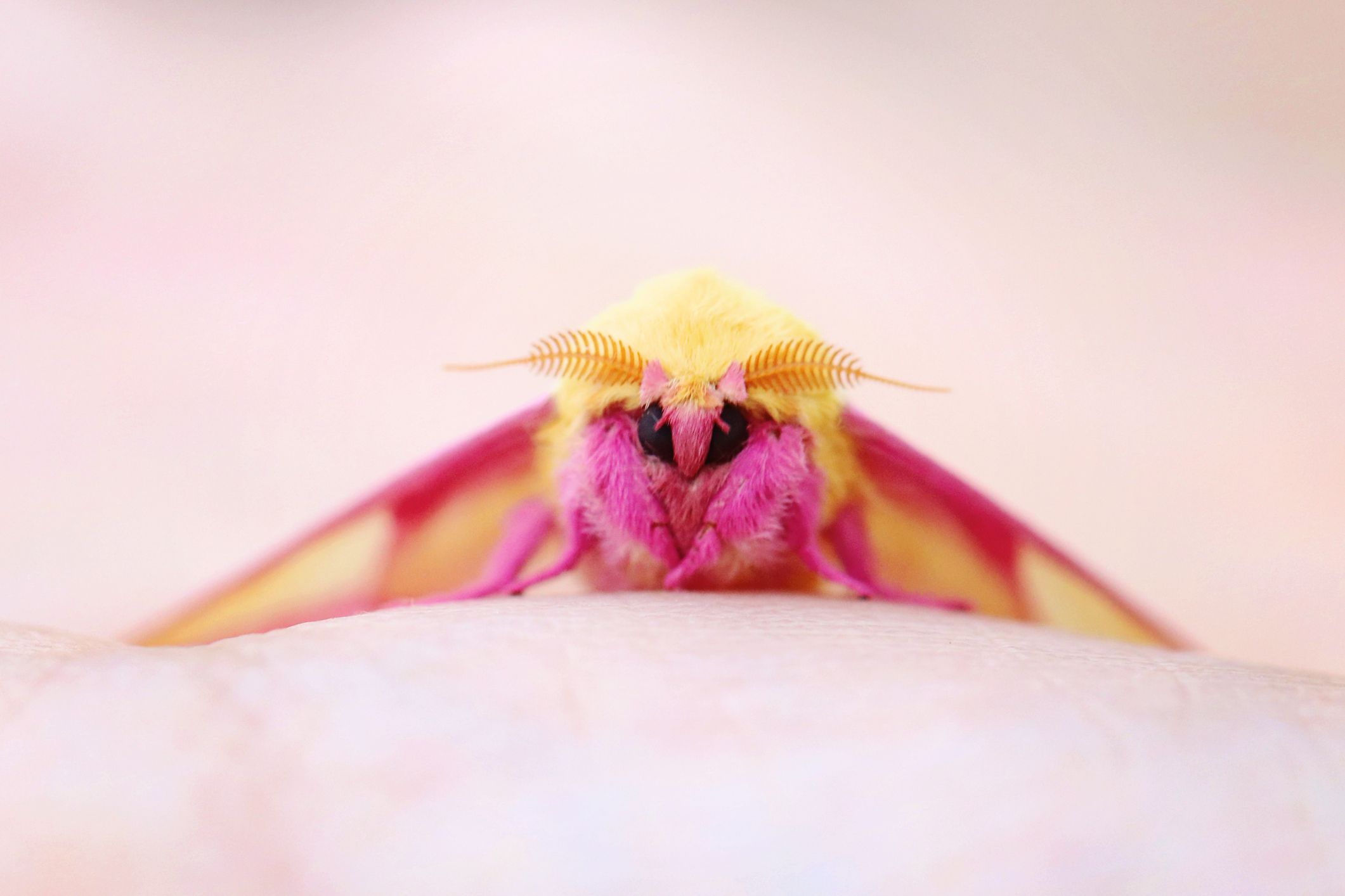 What Are Rosy Maple Moths? - Viral Pink and Yellow Moth Photo