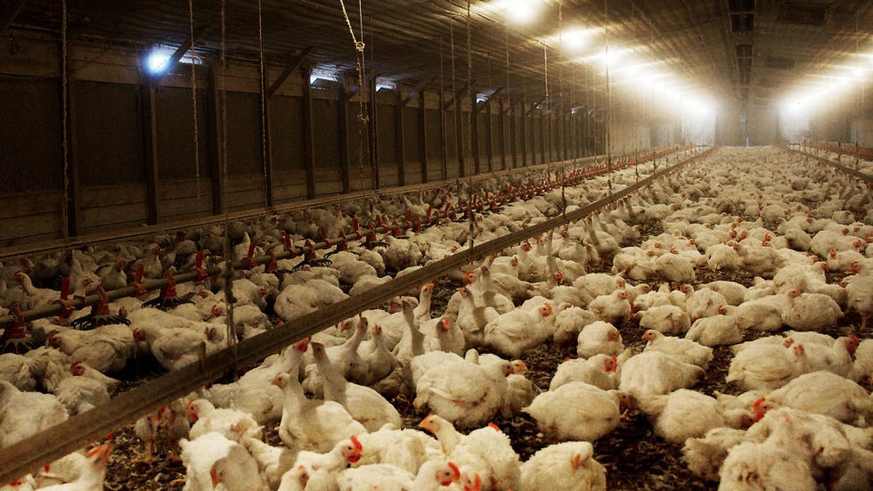 Chicken, Galliformes, Poultry, Livestock, Bird, Phasianidae, 