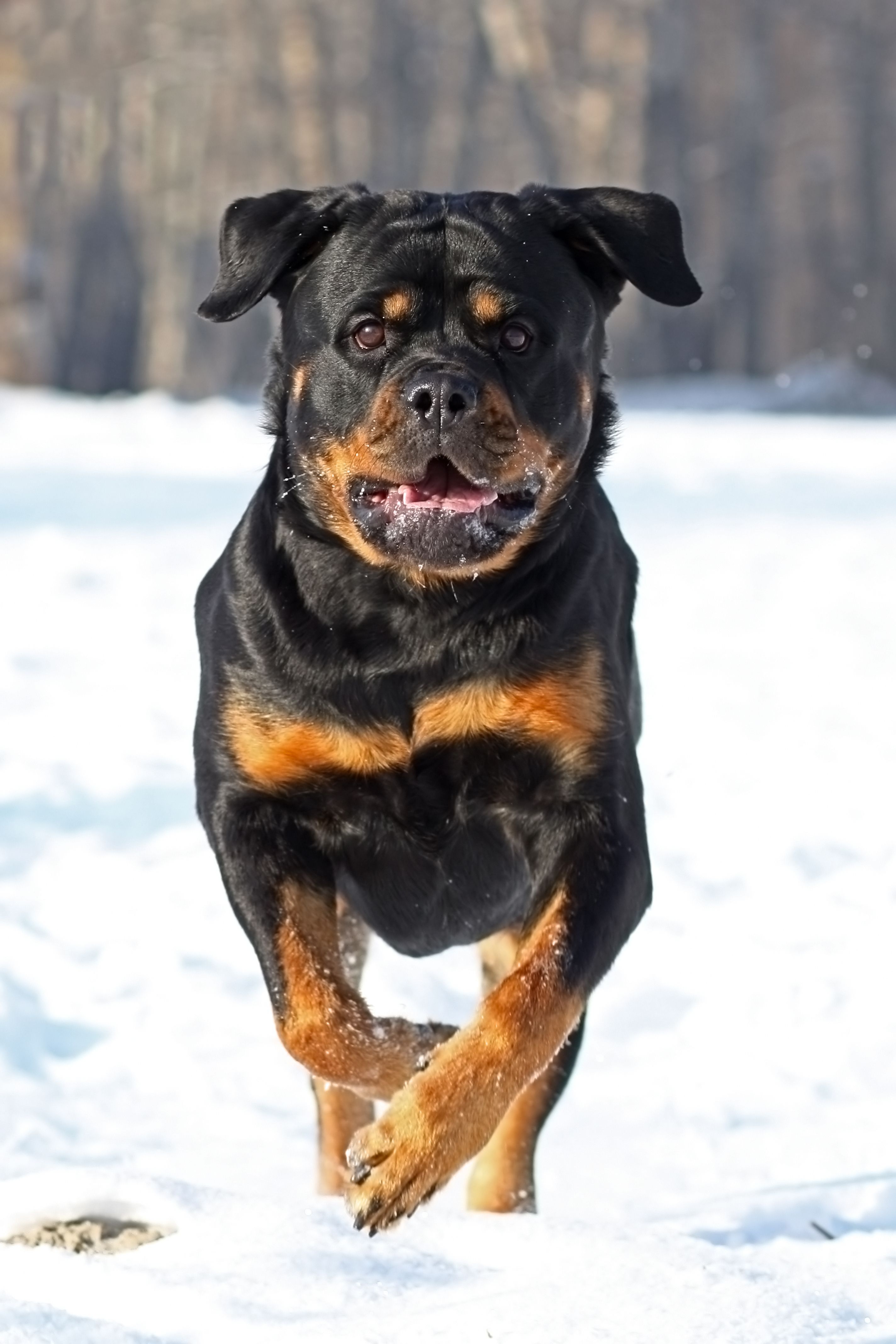 are rottweilers protective dogs