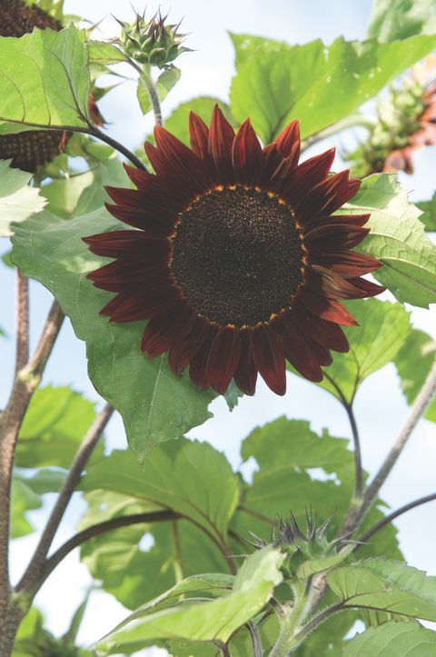 rouge royale sunflower