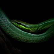 rough green snake