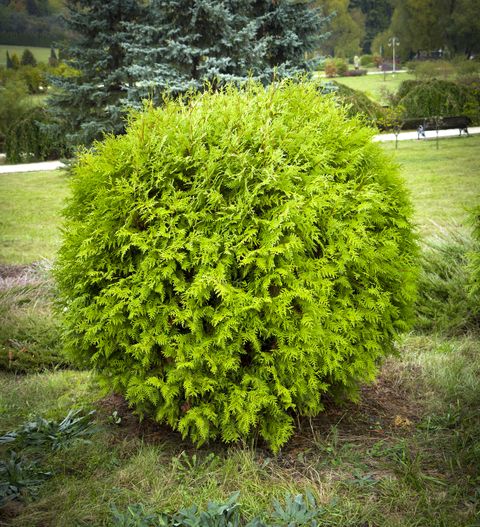 thuja occidentalis danica decorative garden shrub with a round shape