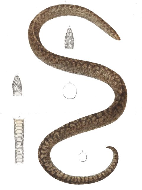 serpent, reptile, snake, font, scaled reptile, elapidae, indian cobra, rattlesnake,