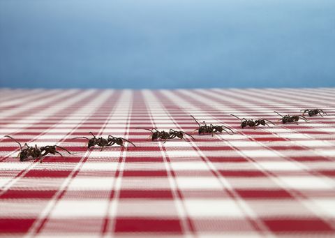 row of ants on tablecloth