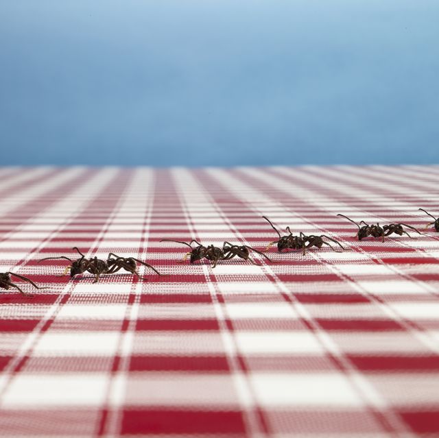 row of ants on tablecloth