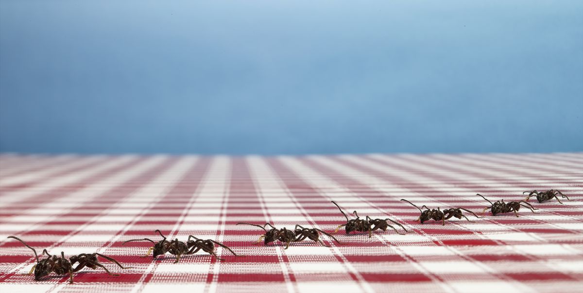 How to Get Rid of Ants in the House, According to a Pro