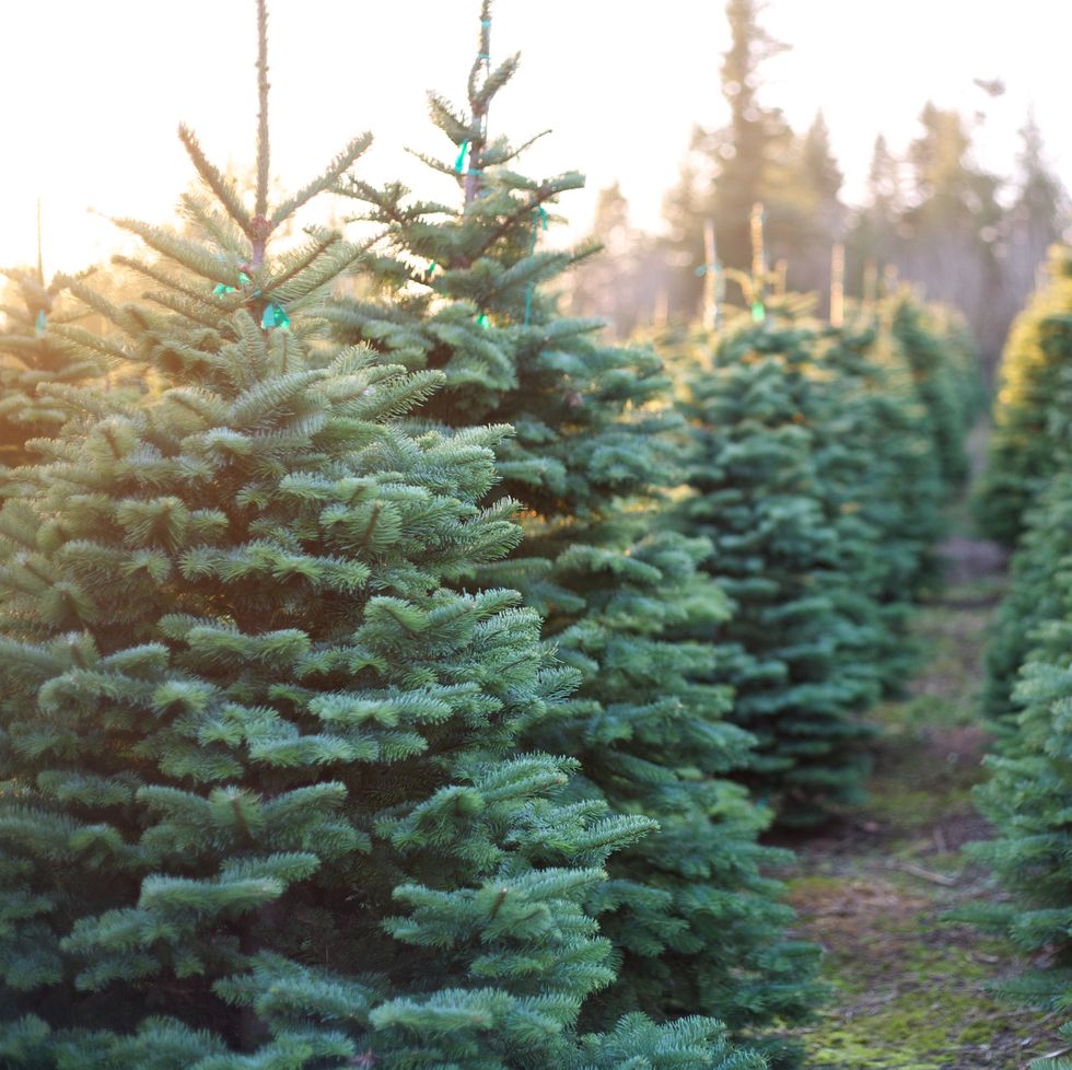 row of beautiful and vibrant christmas trees