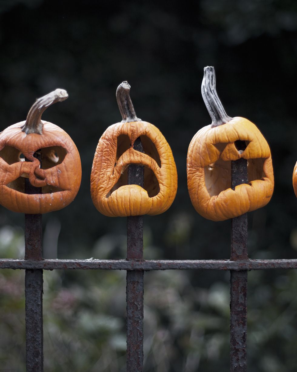 row of carved pumpkins impaled on fence
