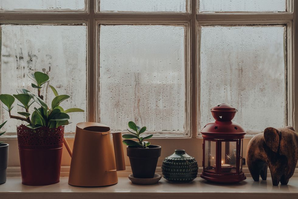 row of potted plants, decorative items and watering can on a windowsill at home, shallow focus