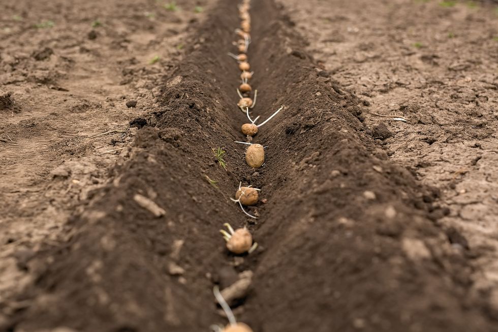 a row plowed and sown with potatoes on chernozem soil. potato seeds in the soil.
