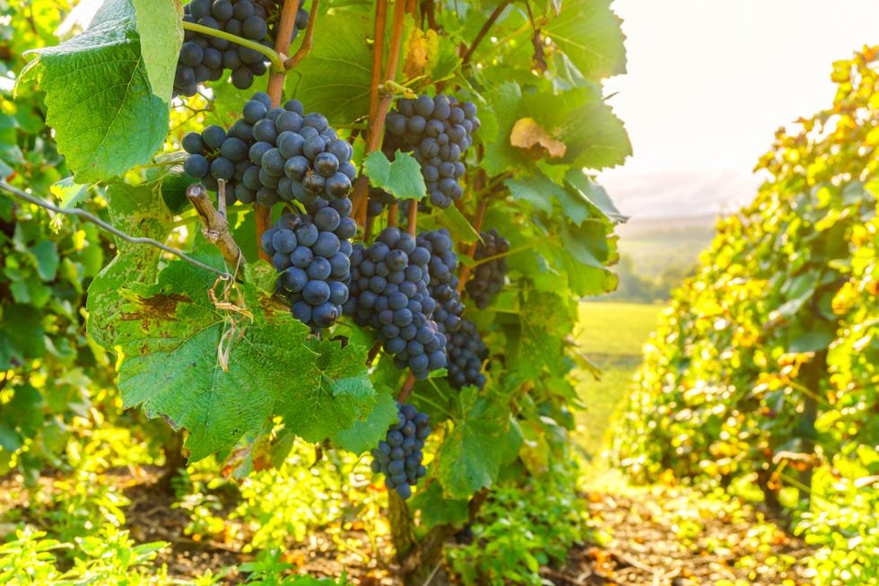 Row vine grape in champagne vineyards at montagne de reims countryside village background