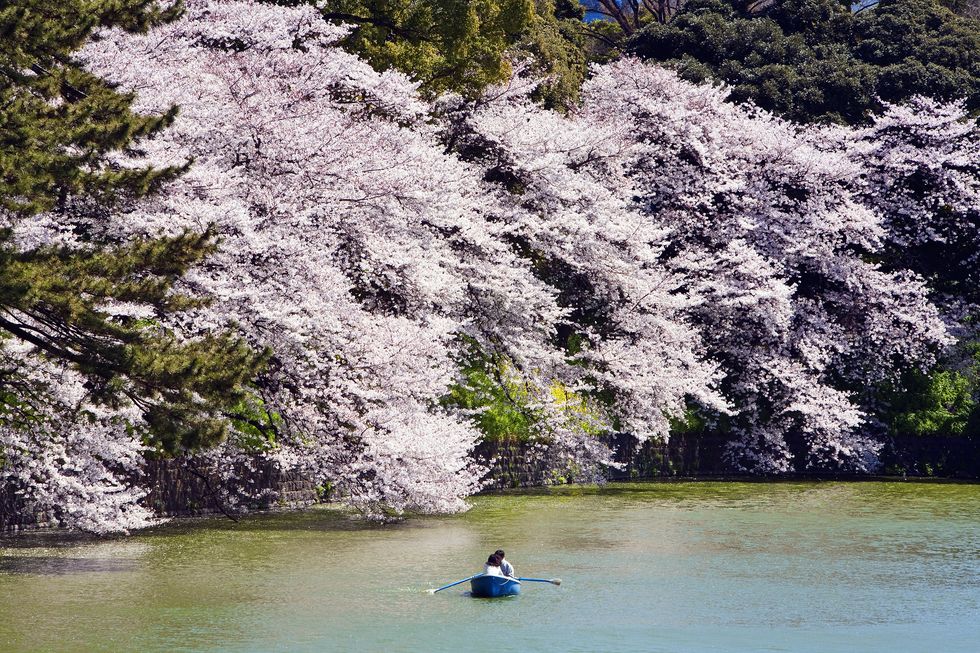 Rowing along cherry blossom-lined Chidorigafuchi.
