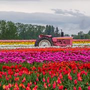 rows of bright tulips in a field, beautiful tulips in the spring, variety of spring flowers blooming on fields