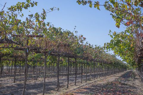 rows of grapevines in lodi, california
