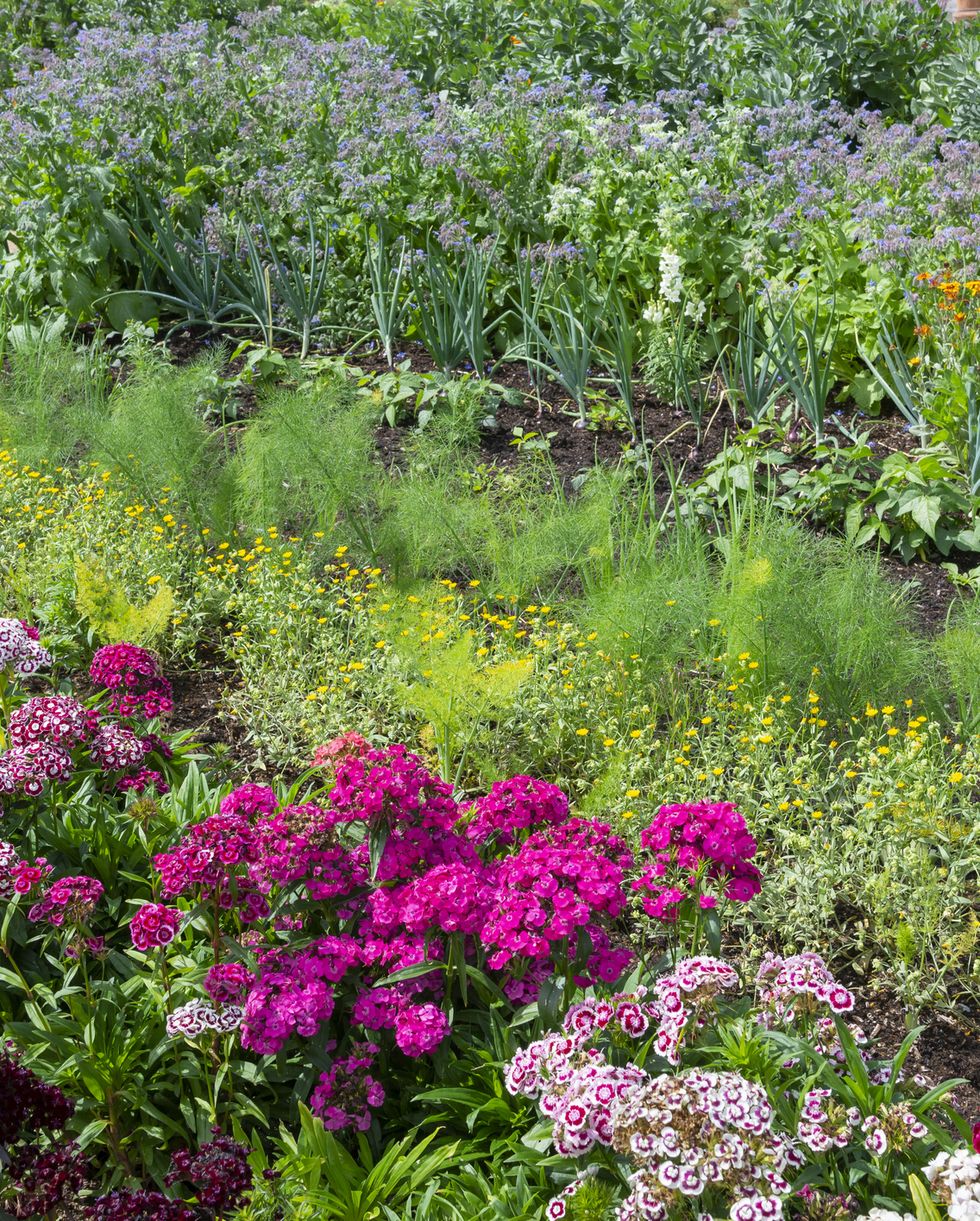 rows of mixed planting in a vegetable garden in summer