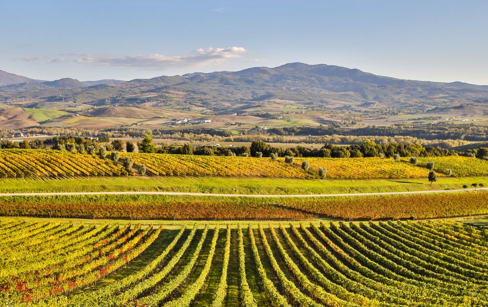 rows of vines, castello banfi, montalcino, tuscany, italy