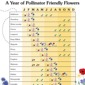 guide to planting beefriendly flowers