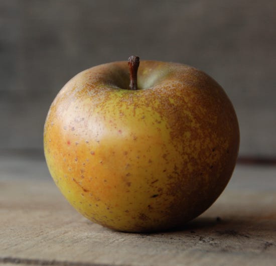 roxbury russet apple
