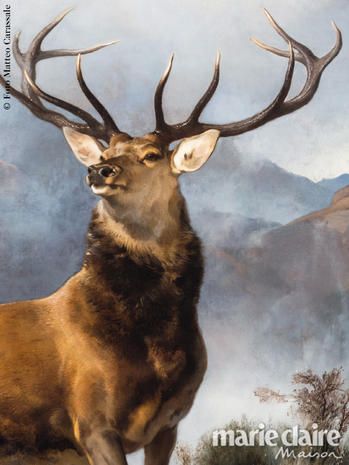Elk, Reindeer, Antler, Deer, Wildlife, Horn, Barren ground Caribou, Sky, Moose, Stock photography, 