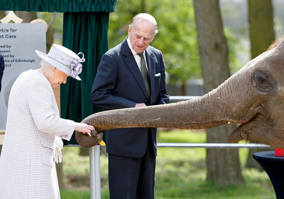 queen elizabeth elephant