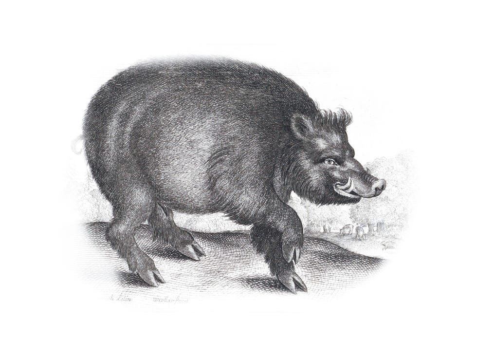 Wild zwijn Wenceslaus Hollar naar Lucas Cranach 164452