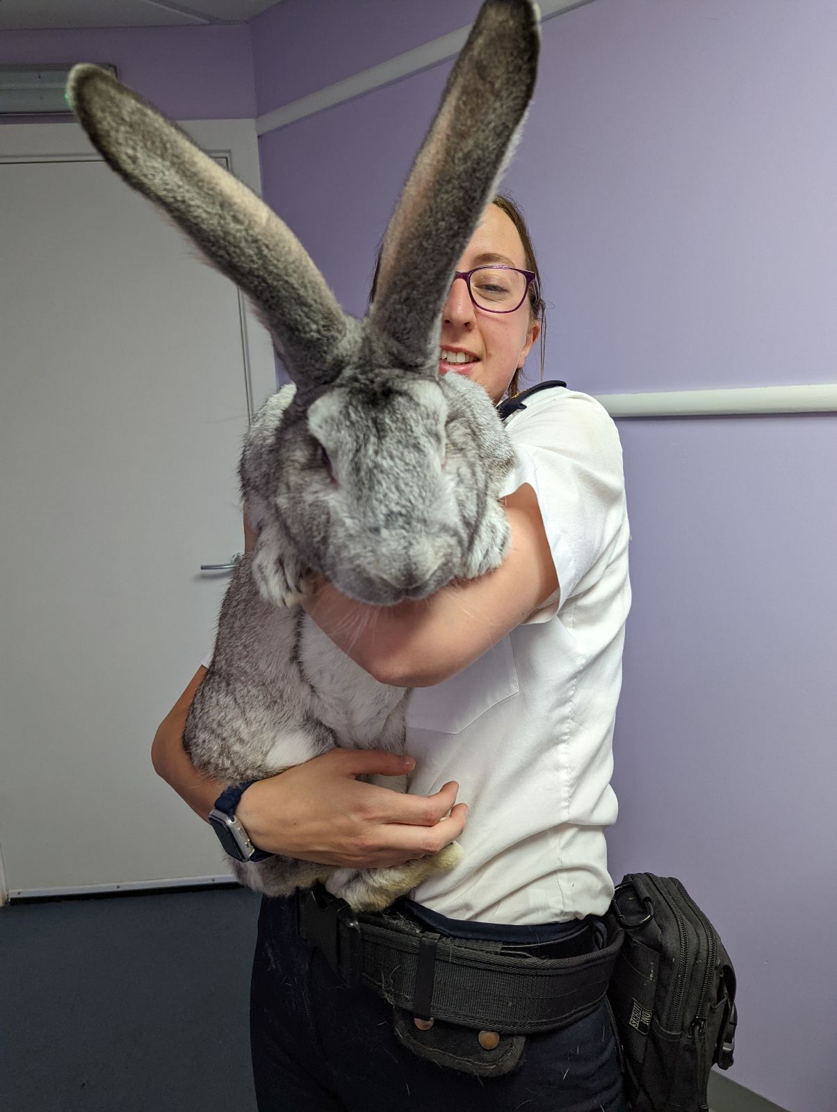 Flemish 2024 giant bunny