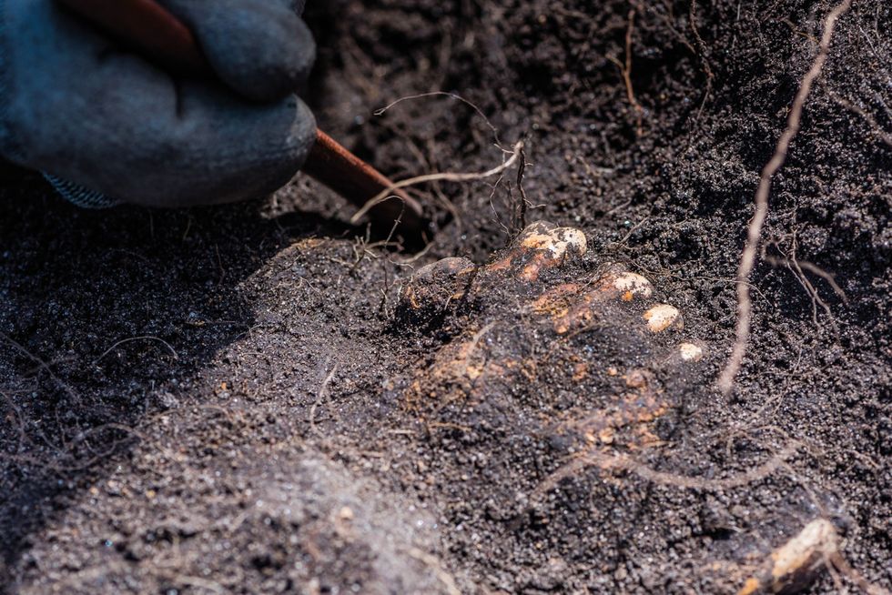 In huis nummer 40 ontdekten de archeologen de skeletten van lammetjes van tussen de drie maanden en een halfjaar oud Ook deze resten boden de onderzoekers inzicht in wat er die dag is voorgevallen