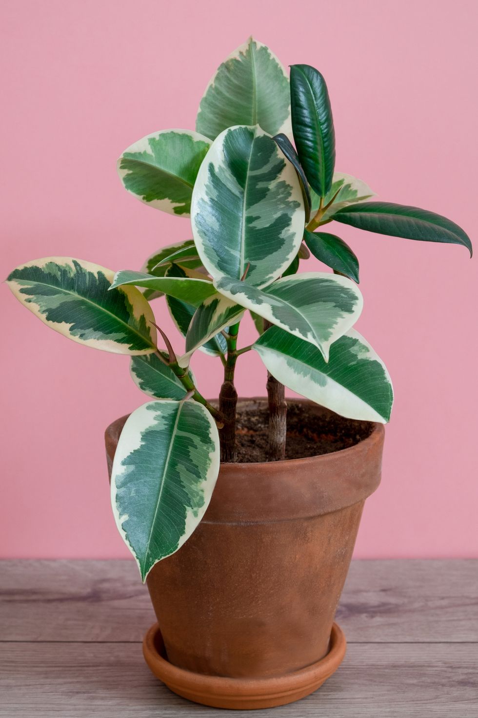 rubber ficus of the tieneke variety in a clay flower pot on a pink background