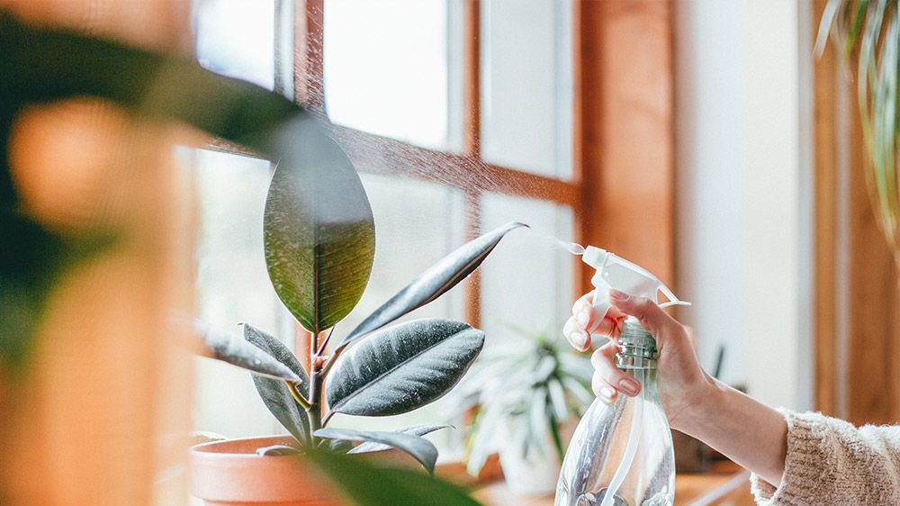 preview for The Best Low-Maintenance Houseplants to Consider Buying for Your Home