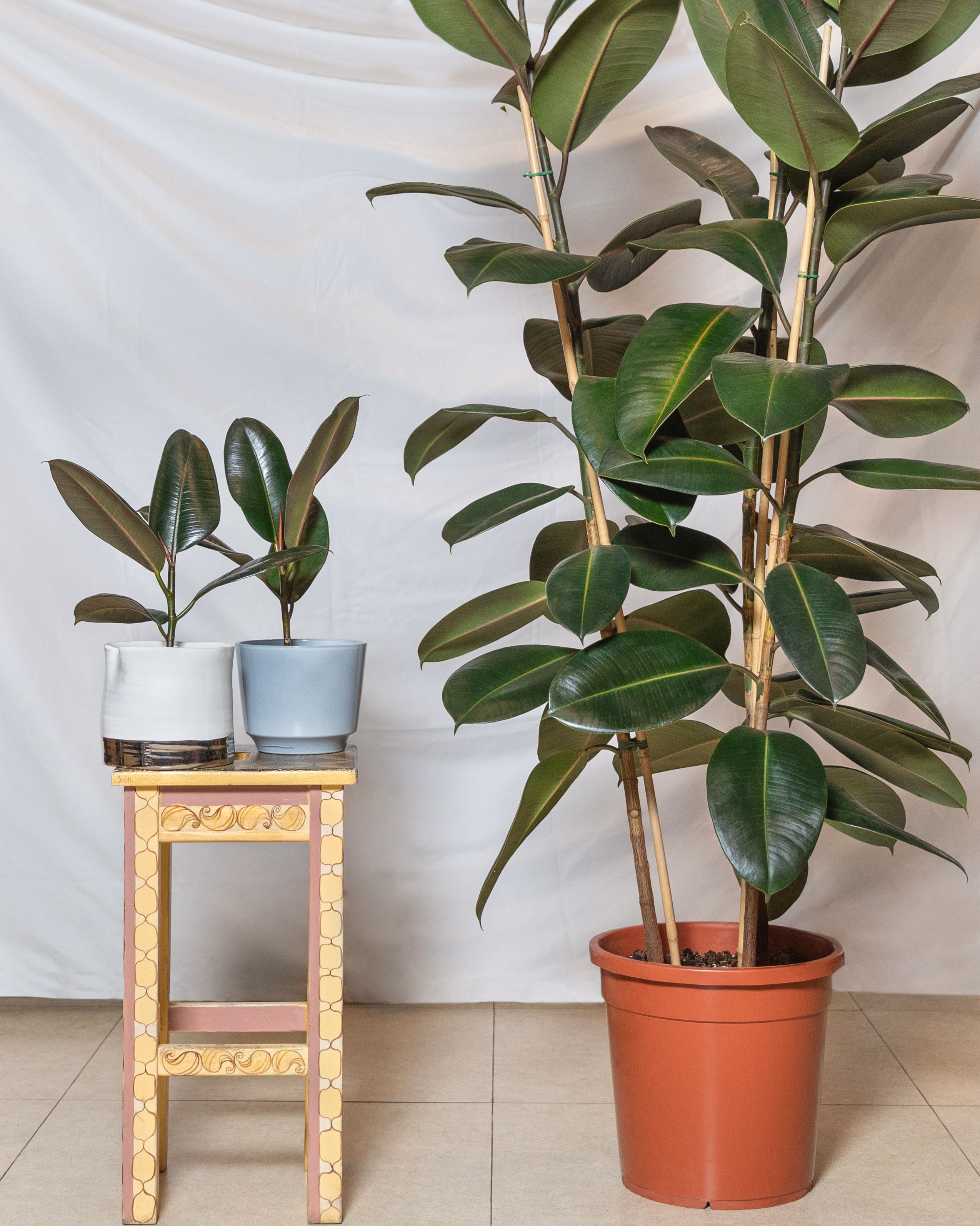 blootstelling Trojaanse paard Ontwarren Rubber Plant Care: Tips on Water, Light and Soil for Ficus Elastica