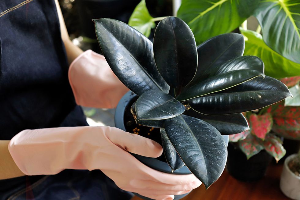 rubber plant care image with person tending to a rubber tree