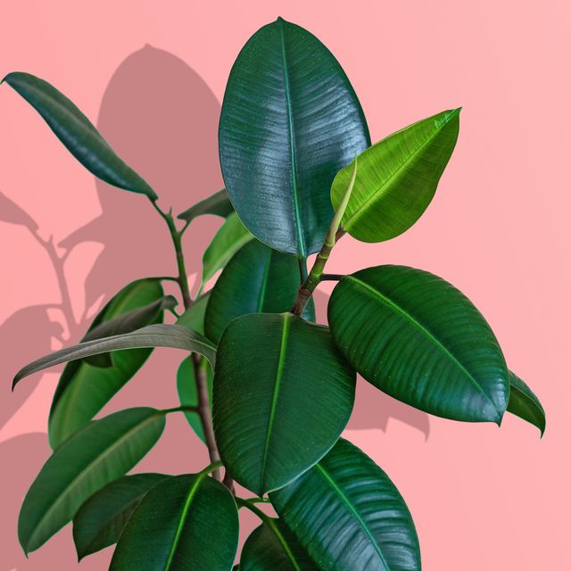 rubber plant, ficus elastica houseplant