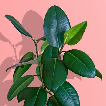 rubber plant, ficus elastica houseplant