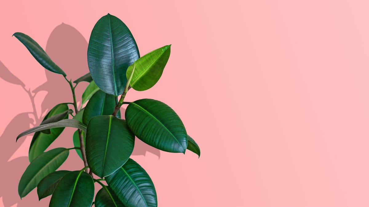 The Rubber Plant Care Guide - Ficus Elastica