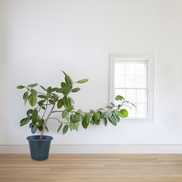 Rubber plant growing toward window