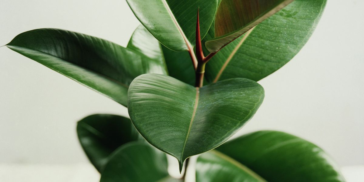 Beat the heat: The best houseplants to keep your home cool